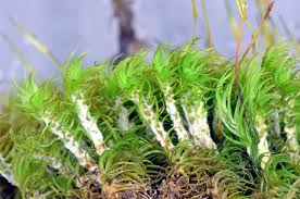 Attēlu rezultāti vaicājumam “| Dicranum”