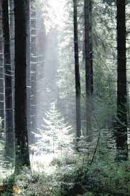 Attēlu rezultāti vaicājumam “Diderma chondrioderma”