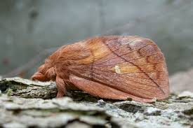 Attēlu rezultāti vaicājumam “Euthrix potatoria imago”