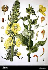 Attēlu rezultāti vaicājumam “Verbascum densiflorum leaf”