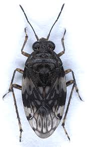 Attēlu rezultāti vaicājumam “Saldula saltatoria”