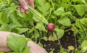 Image result for Radieschen