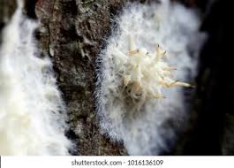 Attēlu rezultāti vaicājumam “Phlebiopsis gigantea”