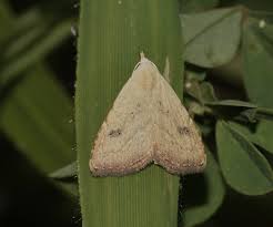 Attēlu rezultāti vaicājumam “Rivula sericealis”