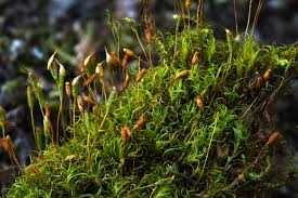 Attēlu rezultāti vaicājumam “Rhabdoweisia fugax sporophyte”