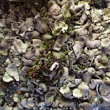 Attēlu rezultāti vaicājumam “Dermatocarpon luridum”