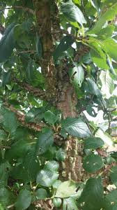 Attēlu rezultāti vaicājumam “Ulmus minor f. suberosa”