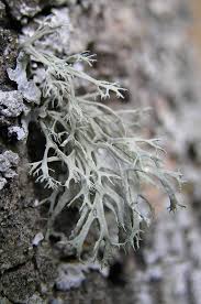 Attēlu rezultāti vaicājumam “Ramalina farinacea”
