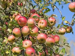 Attēlu rezultāti vaicājumam “Malus domestica fruit”