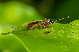 Attēlu rezultāti vaicājumam “Ichneumonidae”