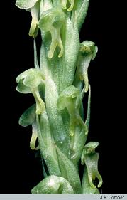 Attēlu rezultāti vaicājumam “Herminium monorchis leaf”