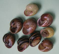 Attēlu rezultāti vaicājumam “Cepaea hortensis”