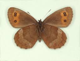 Attēlu rezultāti vaicājumam “Erebia aethiops upperside”