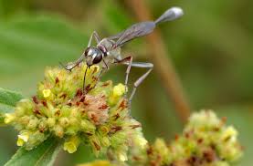 Attēlu rezultāti vaicājumam “Ammophila sp.”