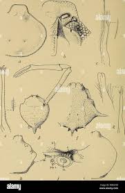 Attēlu rezultāti vaicājumam “Rhabdoweisia fugax”