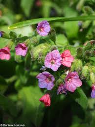 Attēlu rezultāti vaicājumam “Pulmonaria obscura”