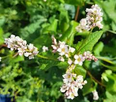 Attēlu rezultāti vaicājumam “Fagopyrum esculentum flower”