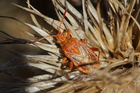 Attēlu rezultāti vaicājumam “Rhopalus maculatus”