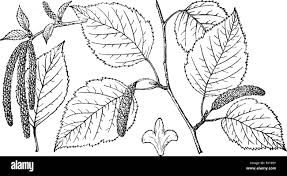 Attēlu rezultāti vaicājumam “Betula papyrifera leaf”