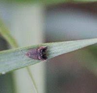 Attēlu rezultāti vaicājumam “Pammene rhediella”