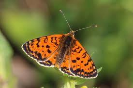 Attēlu rezultāti vaicājumam “Melitaea didyma”
