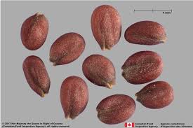 Attēlu rezultāti vaicājumam “Lepidium densiflorum fruit”