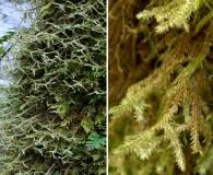 Attēlu rezultāti vaicājumam “Neckera complanata”