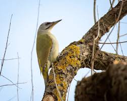 Attēlu rezultāti vaicājumam “Picus canus female”