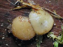 Attēlu rezultāti vaicājumam “Vibrissea decolorans”