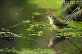 Attēlu rezultāti vaicājumam “Sylvia borin”