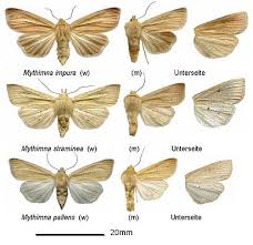 Attēlu rezultāti vaicājumam “Mythimna impura”