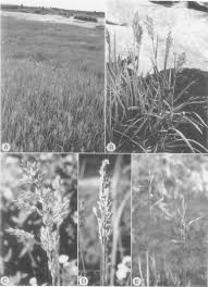 Attēlu rezultāti vaicājumam “Carex chordorhiza”