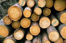 Attēlu rezultāti vaicājumam “Heterobasidion parviporum”