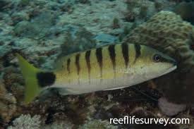 Image result for Lutjanus alexandrei