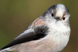 Attēlu rezultāti vaicājumam “Aegithalos caudatus adult”