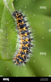 Attēlu rezultāti vaicājumam “Saturnia pavonia larva”