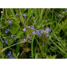 Attēlu rezultāti vaicājumam “Veronica beccabunga”