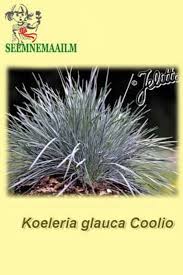 Attēlu rezultāti vaicājumam “Koeleria glauca leaf”
