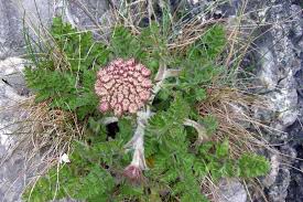 Attēlu rezultāti vaicājumam “Daucus carota subsp. carota flower”