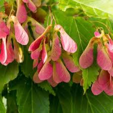 Attēlu rezultāti vaicājumam “Acer pseudoplatanus flower”
