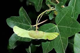 Attēlu rezultāti vaicājumam “Acer campestre fruit”
