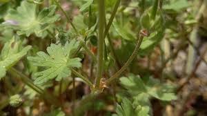 Attēlu rezultāti vaicājumam “Geranium molle leaf”