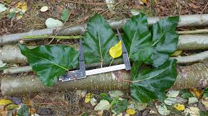 Attēlu rezultāti vaicājumam “Populus x lettland”