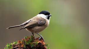 Attēlu rezultāti vaicājumam “Poecile palustris adult”