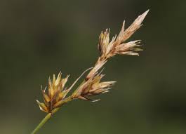 Attēlu rezultāti vaicājumam “Carex arenaria”