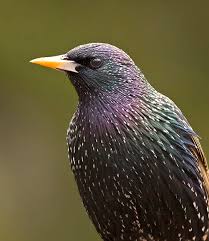 Attēlu rezultāti vaicājumam “Sturnus vulgaris male”