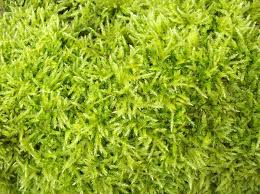 Attēlu rezultāti vaicājumam “Brachythecium rutabulum”