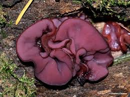 Attēlu rezultāti vaicājumam “Ascocoryne cylichnium”