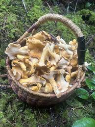 Attēlu rezultāti vaicājumam “Plicatura nivea”