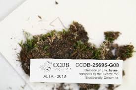 Attēlu rezultāti vaicājumam “Pogonatum dentatum”